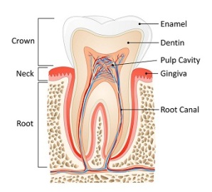 tooth medical anatomy
